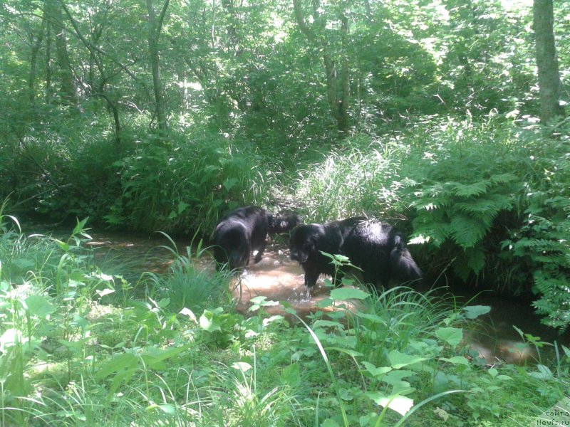 Фото: ньюфаундленд Super Premium Merlin Monro (Супер Премиум Мерлин Монро), ньюфаундленд Nessi Blyek s  Lesnoy Zaimki (Несси Блэк с  Лесной Заимки)