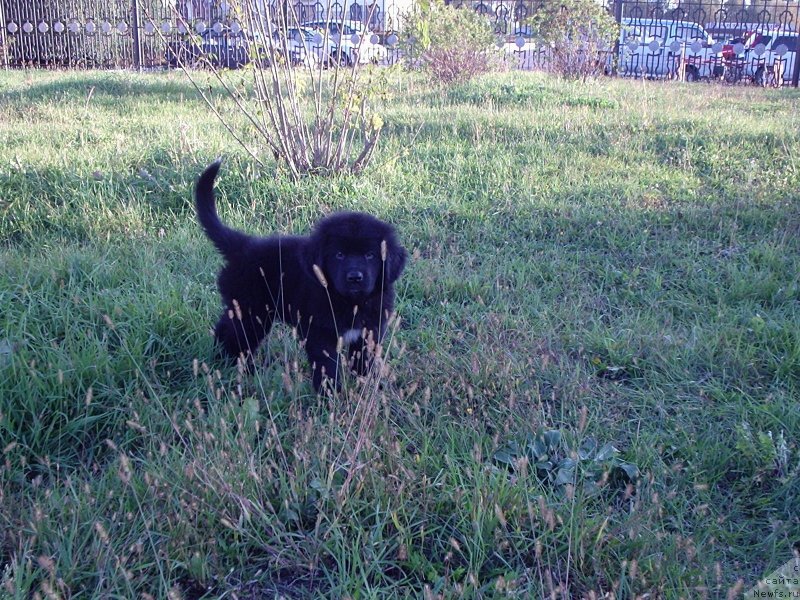 Фото: ньюфаундленд Gerakl (Геракл)