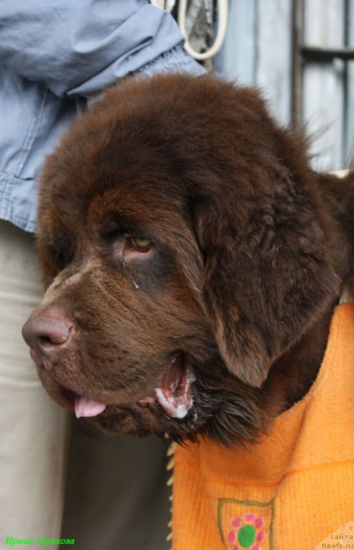 Фото: ньюфаундленд Charli The Best Helfi Pel (Чарли Де Бест Хелфи Пэл)