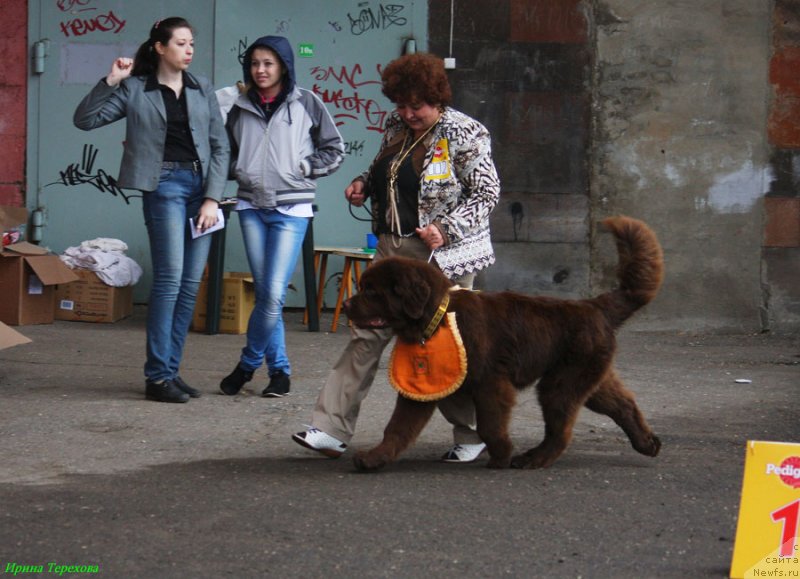 Фото: ньюфаундленд Charli The Best Helfi Pel (Чарли Де Бест Хелфи Пэл)