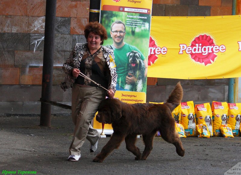 Фото: ньюфаундленд Charli The Best Helfi Pel (Чарли Де Бест Хелфи Пэл)