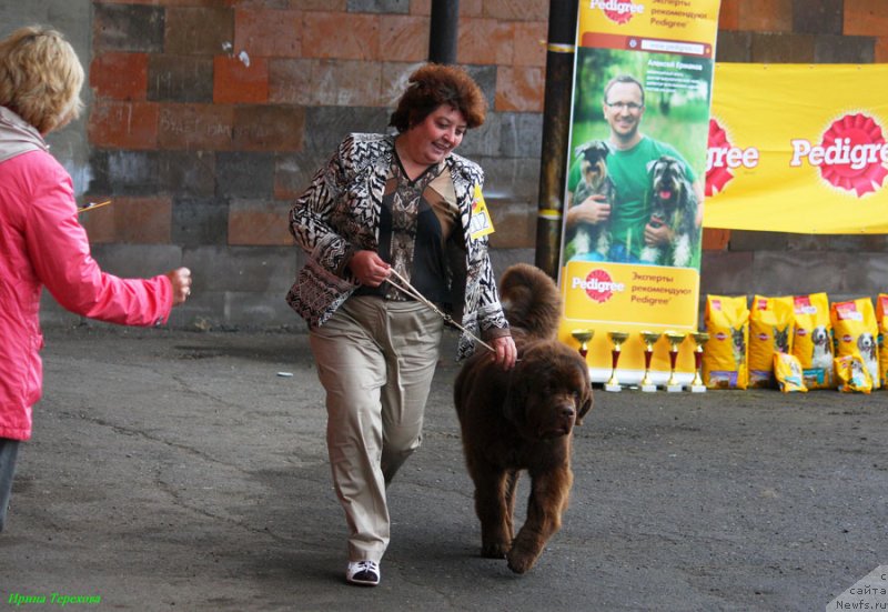 Фото: ньюфаундленд Charli The Best Helfi Pel (Чарли Де Бест Хелфи Пэл)