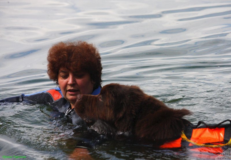 Фото: ньюфаундленд Charli The Best Helfi Pel (Чарли Де Бест Хелфи Пэл)