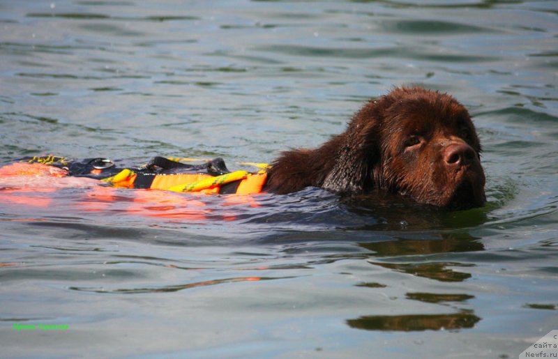Фото: ньюфаундленд Charli The Best Helfi Pel (Чарли Де Бест Хелфи Пэл)