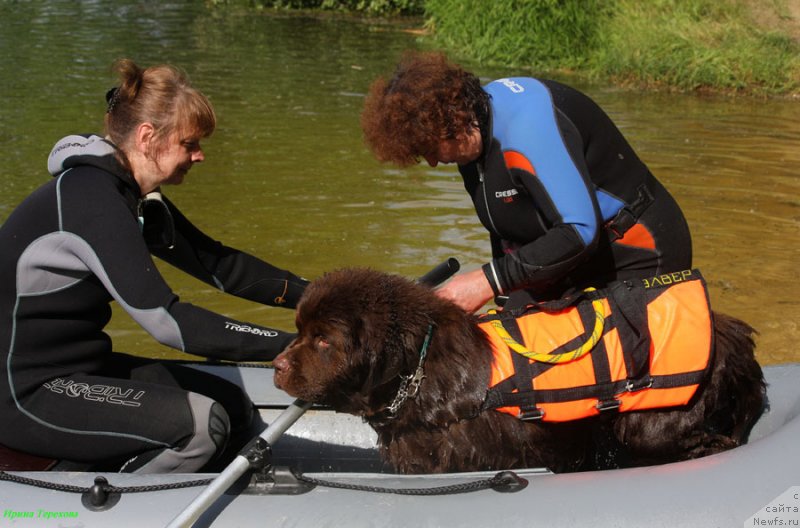 Фото: ньюфаундленд Charli The Best Helfi Pel (Чарли Де Бест Хелфи Пэл)