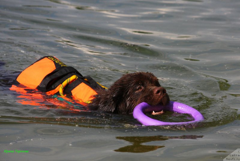 Фото: ньюфаундленд Charli The Best Helfi Pel (Чарли Де Бест Хелфи Пэл)