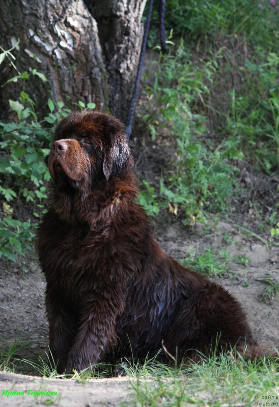 Фото: ньюфаундленд Charli The Best Helfi Pel (Чарли Де Бест Хелфи Пэл)