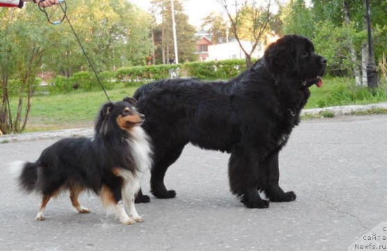 Фото: ньюфаундленд Akvian Song Insayd Mi Vord (Аквиан Сонг Инсайд Ми Ворд)