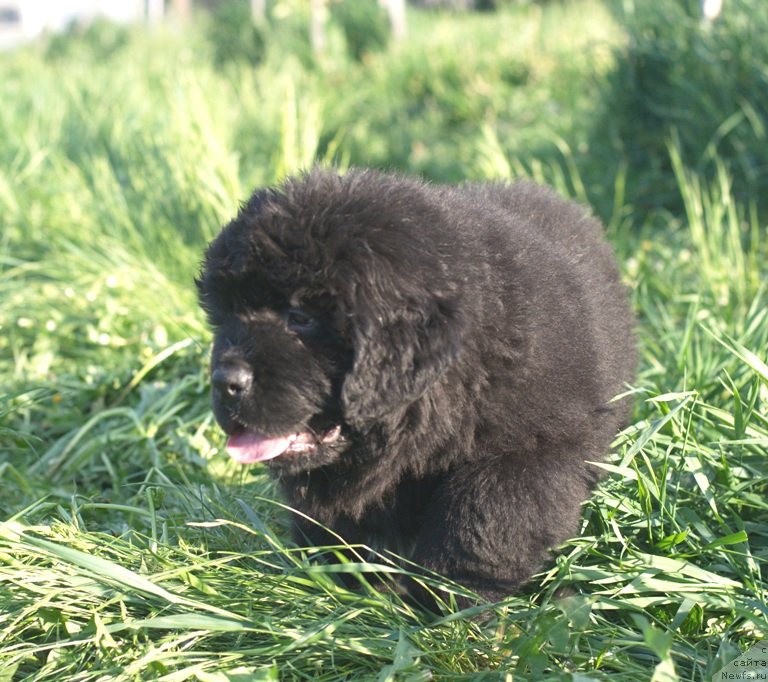 Фото: ньюфаундленд Byentli dlya N'yufort (Бэнтли для Ньюфорт)