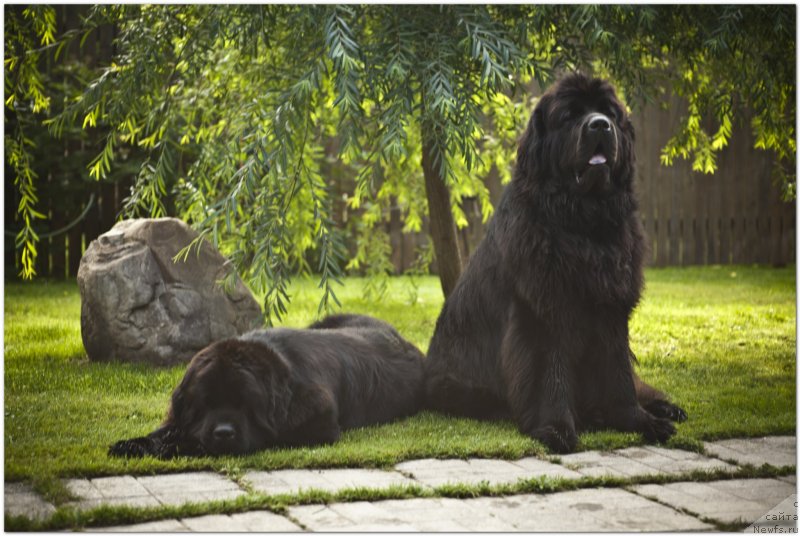 Фото: ньюфаундленд Cristalmar Cadeaux de Noel, ньюфаундленд Very Fairweathers X'Got The Rhythm