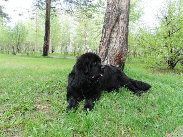 Фото: ньюфаундленд Akvian Song Insayd Mi Vord (Аквиан Сонг Инсайд Ми Ворд)