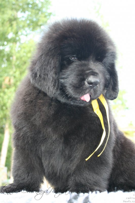 Фотография № 129172