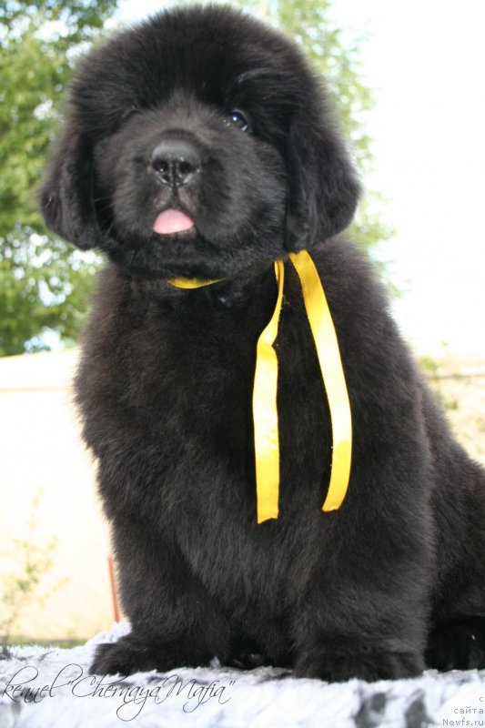 Фотография № 129175