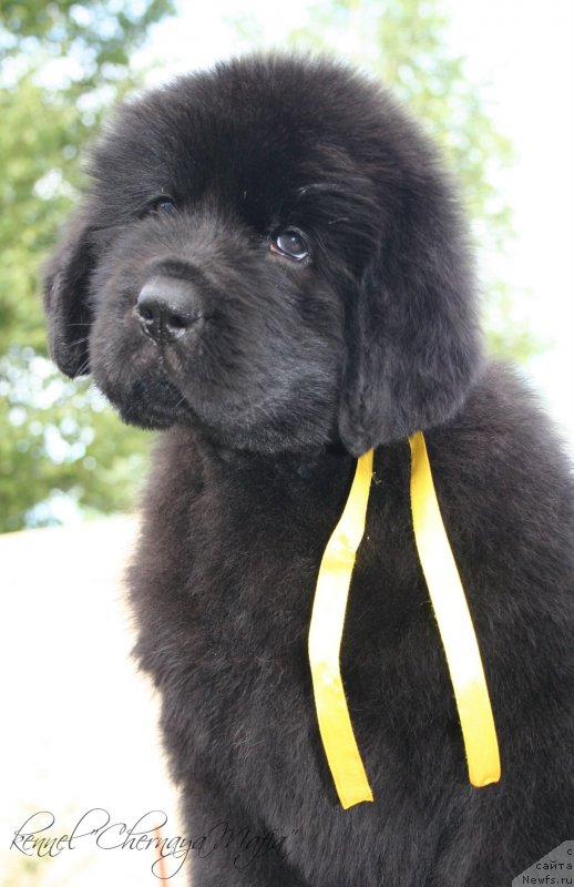 Фотография № 129177