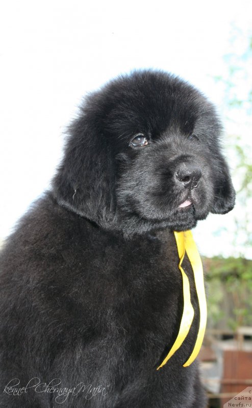 Фото: ньюфаундленд Chernaya Mafia Magic Touch (Черная Мафия Магик Тоуч)