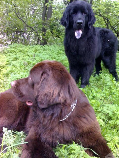 Фото: ньюфаундленд Alana Viva Jeniz (Алана Вива Дженис)