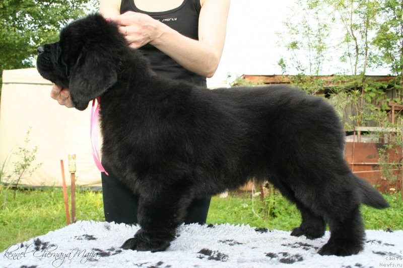 Фотография № 129180