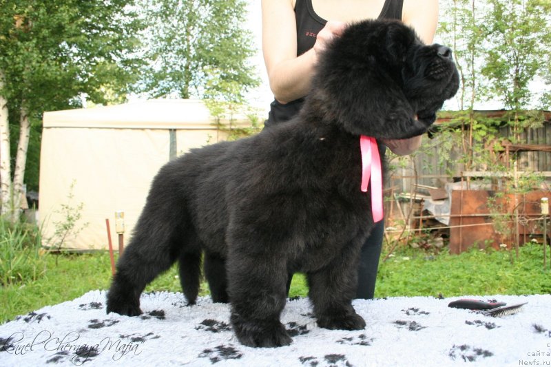 Фотография № 129181