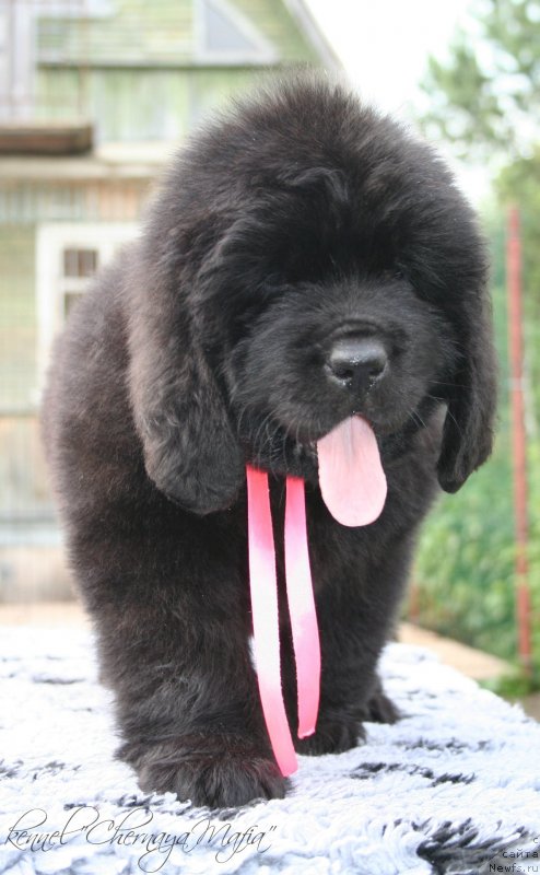 Фотография № 129188