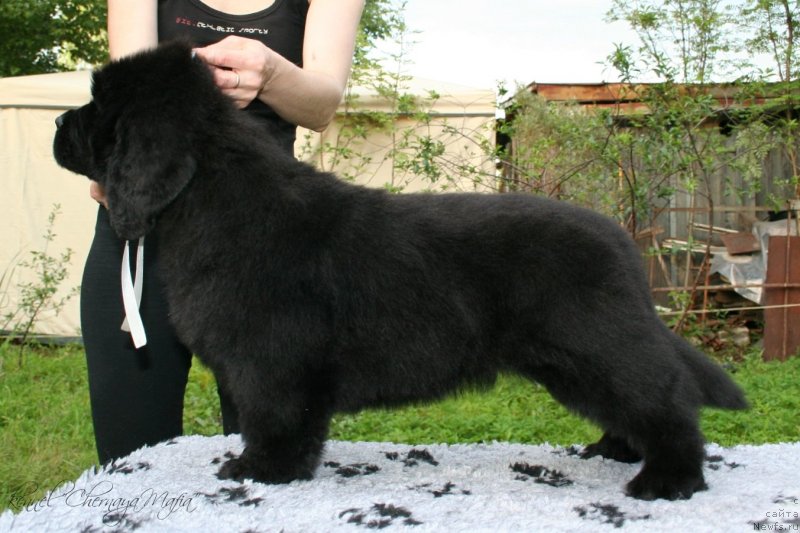 Фото: ньюфаундленд Chernaya Mafia Maybe She Will (Черная Мафия Маубе Ше Вилл)