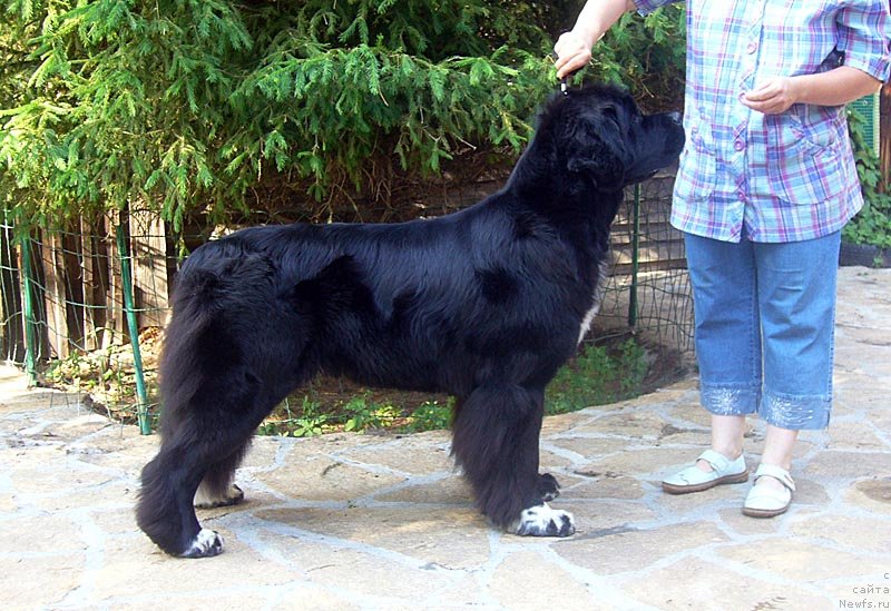 Фото: ньюфаундленд Super Bizon Indiya (Супер Бизон Индия)