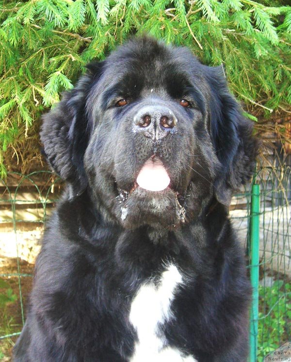 Фото: ньюфаундленд Super Bizon Indiya (Супер Бизон Индия)