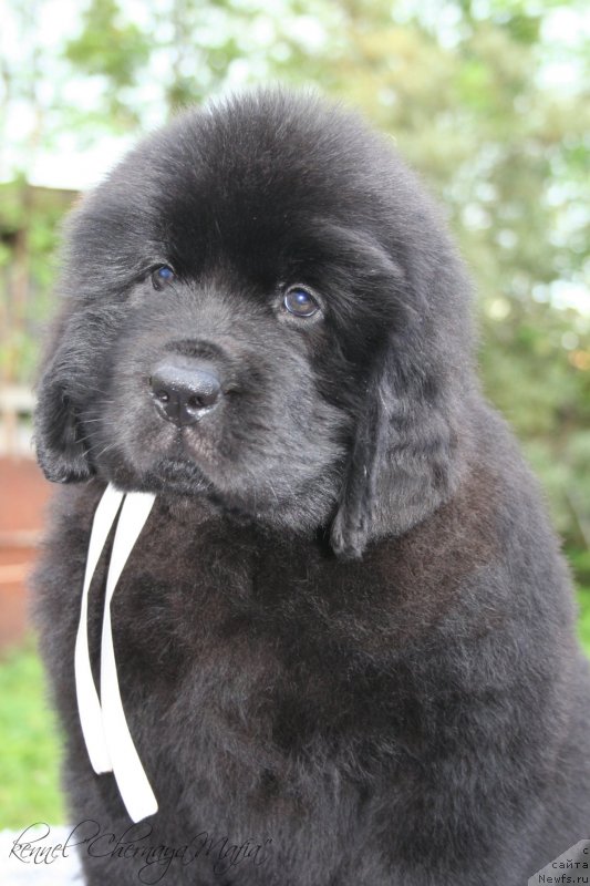 Фотография № 129206