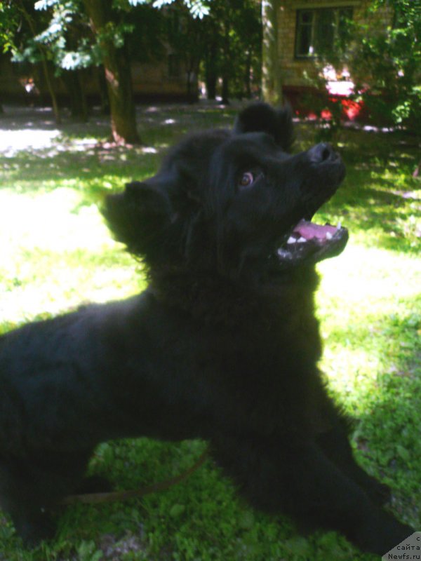Фото: ньюфаундленд CHarl'z Balu Blek Biar (Чарльз Балу Блек Биар)