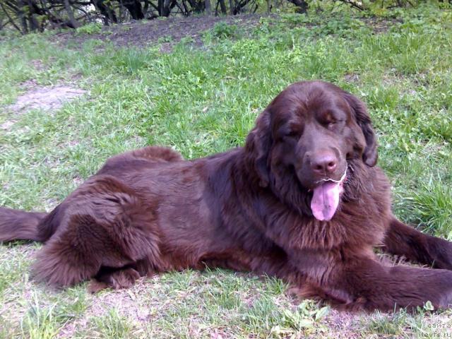 Фото: ньюфаундленд Afina Utrennya Zvezda Viva Jeniz (Афина Утренняя Звезда Вива Дженис)