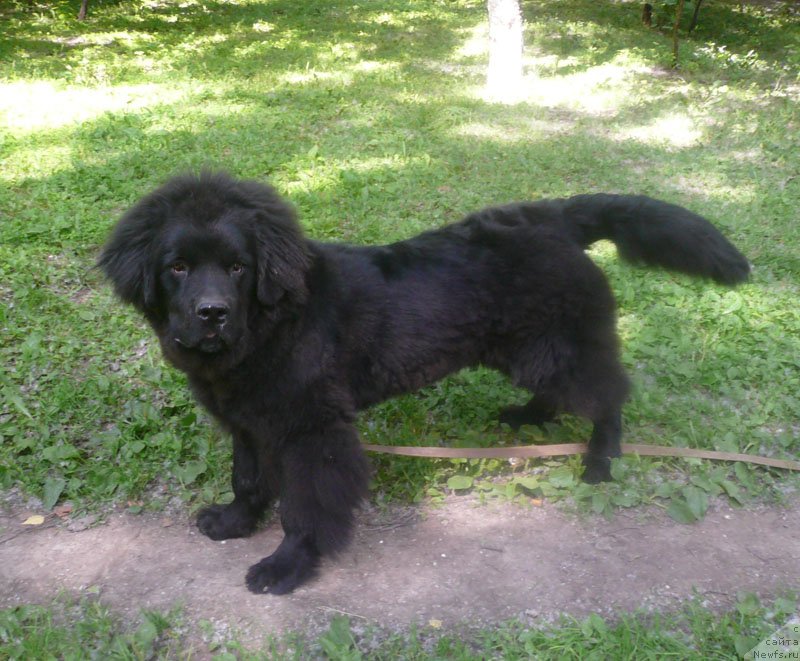 Фото: ньюфаундленд CHarl'z Balu Blek Biar (Чарльз Балу Блек Биар)