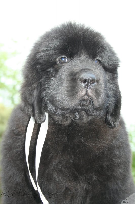 Фотография № 129213