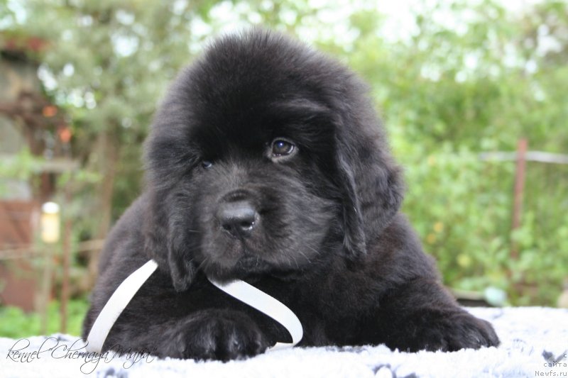 Фото: ньюфаундленд Chernaya Mafia Maybe She Will (Черная Мафия Маубе Ше Вилл)