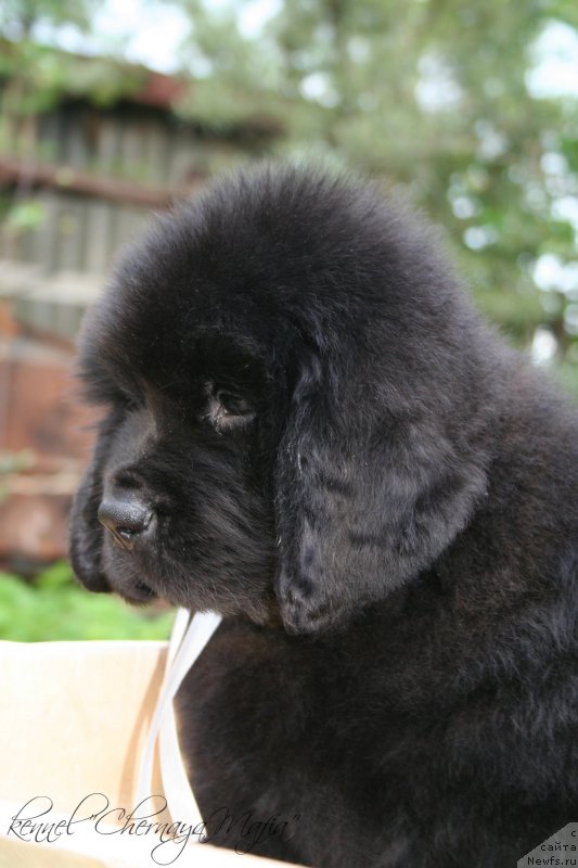 Фото: ньюфаундленд Chernaya Mafia Maybe She Will (Черная Мафия Маубе Ше Вилл)