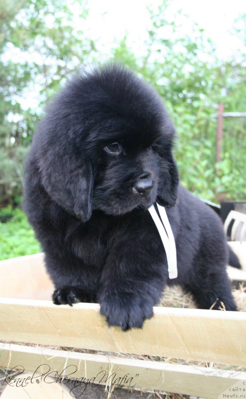 Фотография № 129217