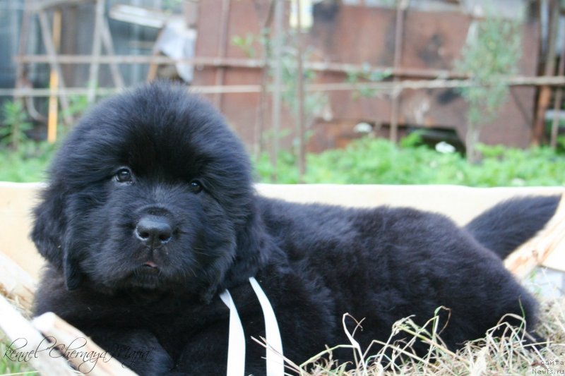 Фото: ньюфаундленд Chernaya Mafia Maybe She Will (Черная Мафия Маубе Ше Вилл)