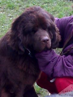 Фото: ньюфаундленд Afina Utrennya Zvezda Viva Jeniz (Афина Утренняя Звезда Вива Дженис)