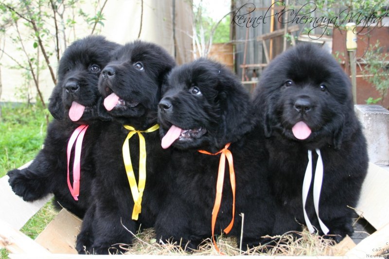 Фотография № 129222