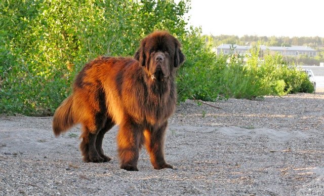 Фото: ньюфаундленд Fakturnyi Frukt s Berega Dona (Фактурный Фрукт с Берега Дона)