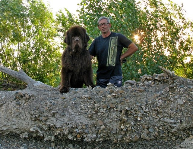 Фото: ньюфаундленд Fakturnyi Frukt s Berega Dona (Фактурный Фрукт с Берега Дона)
