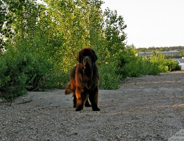 Фото: ньюфаундленд Fakturnyi Frukt s Berega Dona (Фактурный Фрукт с Берега Дона)