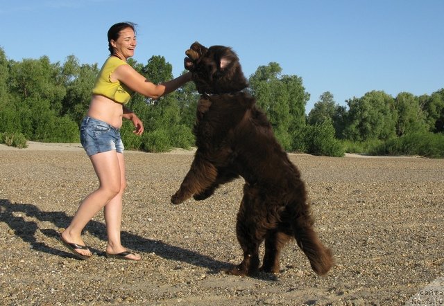 Фото: ньюфаундленд Fakturnyi Frukt s Berega Dona (Фактурный Фрукт с Берега Дона)