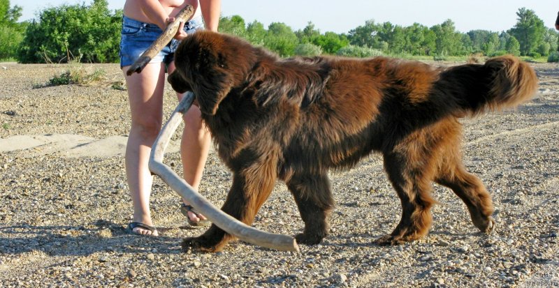 Фото: ньюфаундленд Fakturnyi Frukt s Berega Dona (Фактурный Фрукт с Берега Дона)