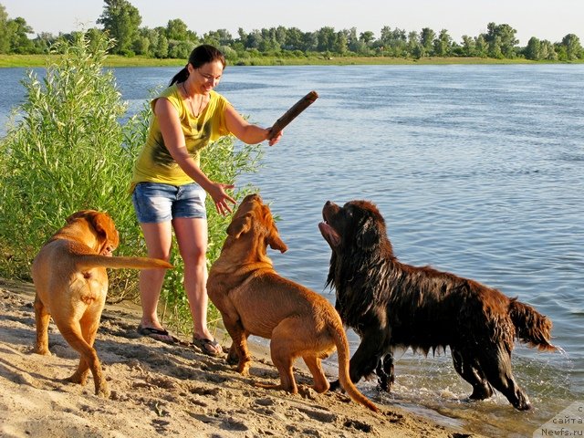 Фото: ньюфаундленд Fakturnyi Frukt s Berega Dona (Фактурный Фрукт с Берега Дона)