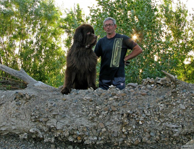 Фото: ньюфаундленд Fakturnyi Frukt s Berega Dona (Фактурный Фрукт с Берега Дона)