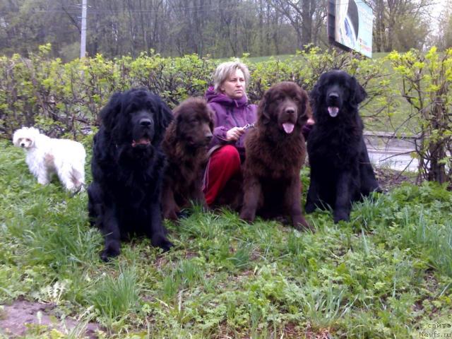 Фото: ньюфаундленд Almas Utrennyaya Zvezda (Алмас Утренняя Звезда)