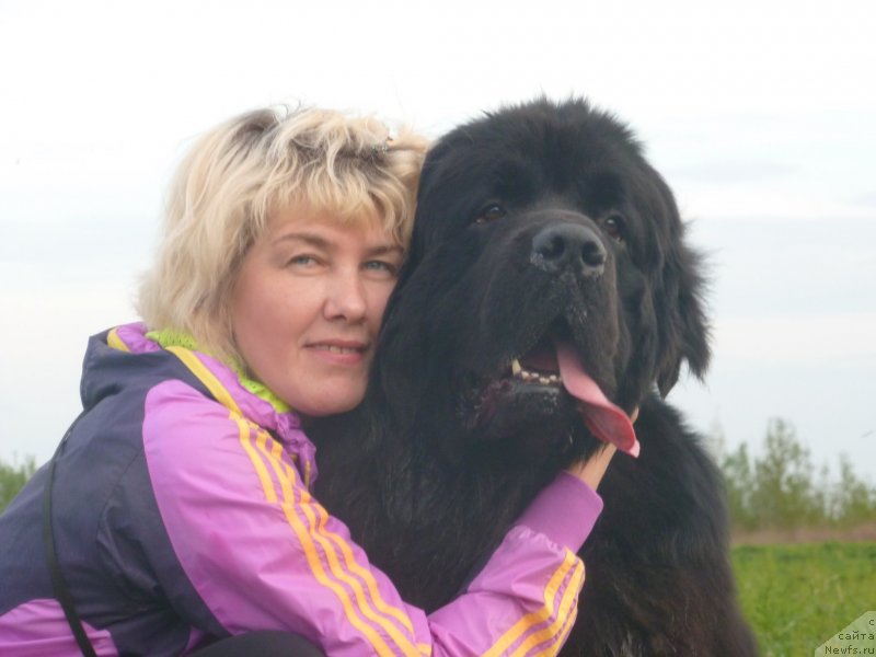 Фото: ньюфаундленд Na Grebne Volnyi Korolevskiy Syin (На Гребне Волны Королевский Сын)