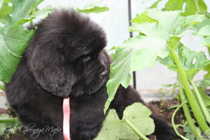 Фотография № 129249