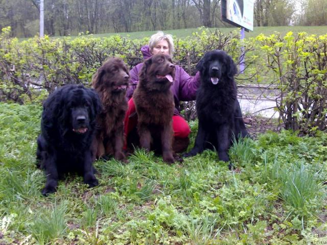 Фото: ньюфаундленд Syuzi of Neptunias (Сьюзи оф Нептуниас)