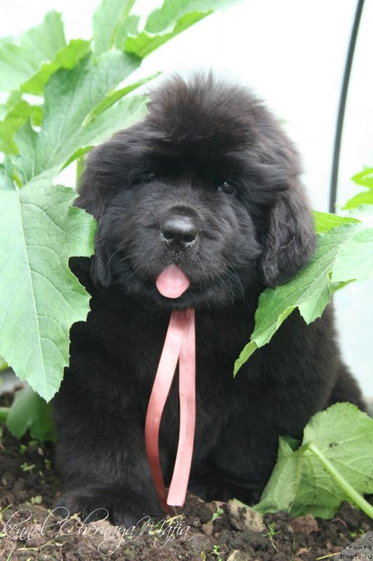 Фотография № 129250