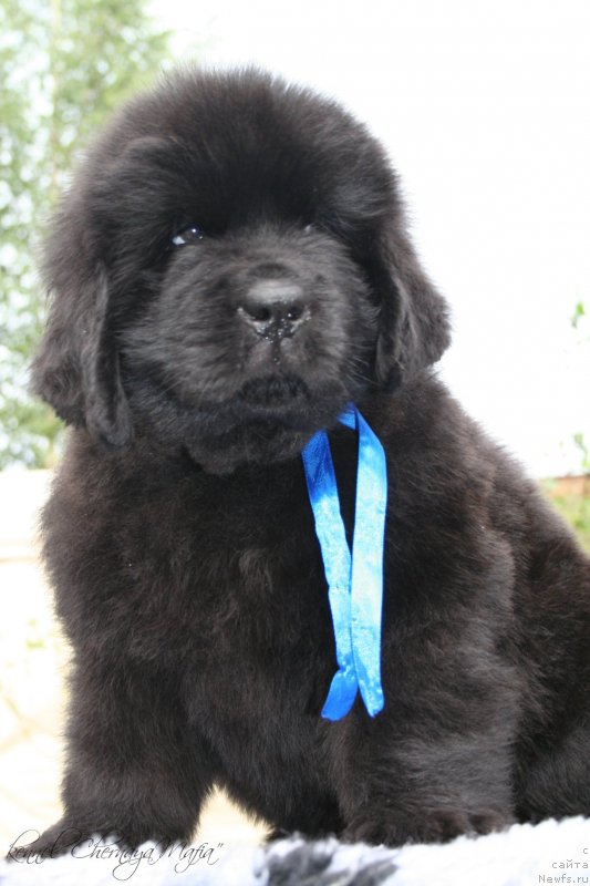 Фото: ньюфаундленд Chernaya Mafia Matter of Time (Черная Мафия Маттер оф Тиме)